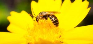 Macro photo